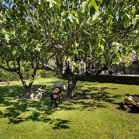 Casa Chocolate Tatil Evi *